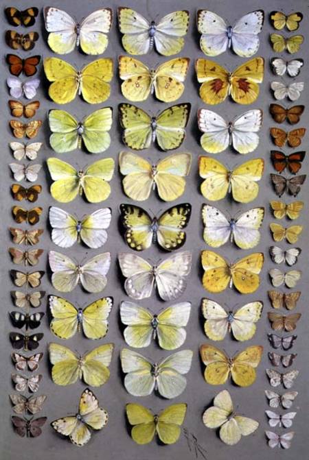 Papuan Butterflies 1 a Marian Ellis Rowan