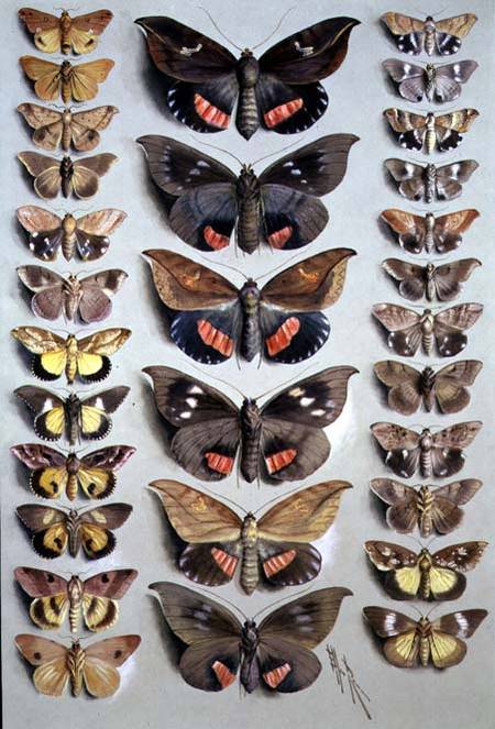 Papuan Moths a Marian Ellis Rowan