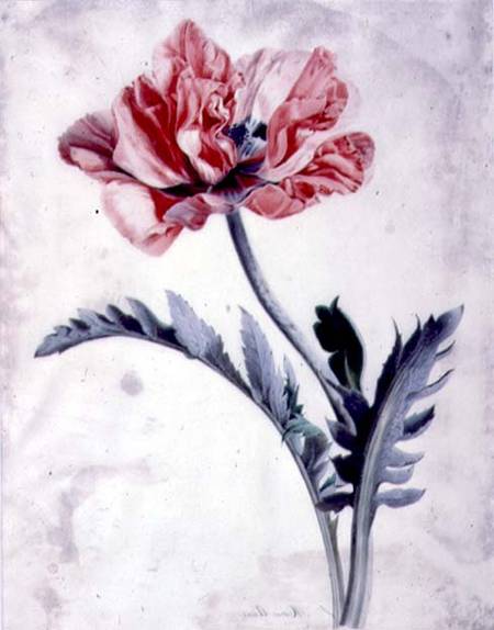 Flower Pieces, Oriental Poppy a Marie-Anne