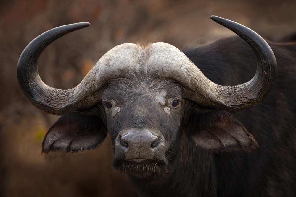 A Buffalo Portrait a Mario Moreno