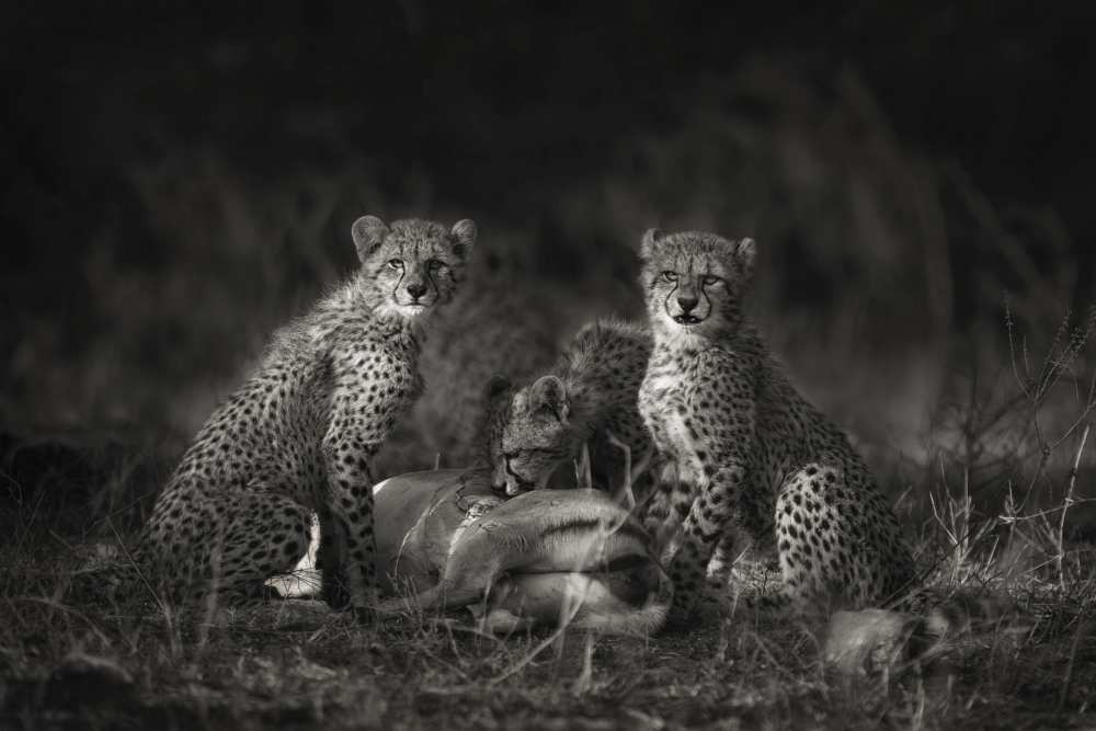 Cheetah Cubs a Mario Moreno
