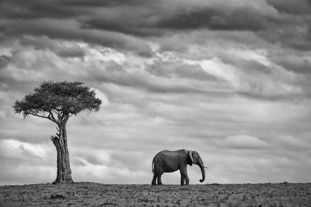Elephant Landscape a Mario Moreno
