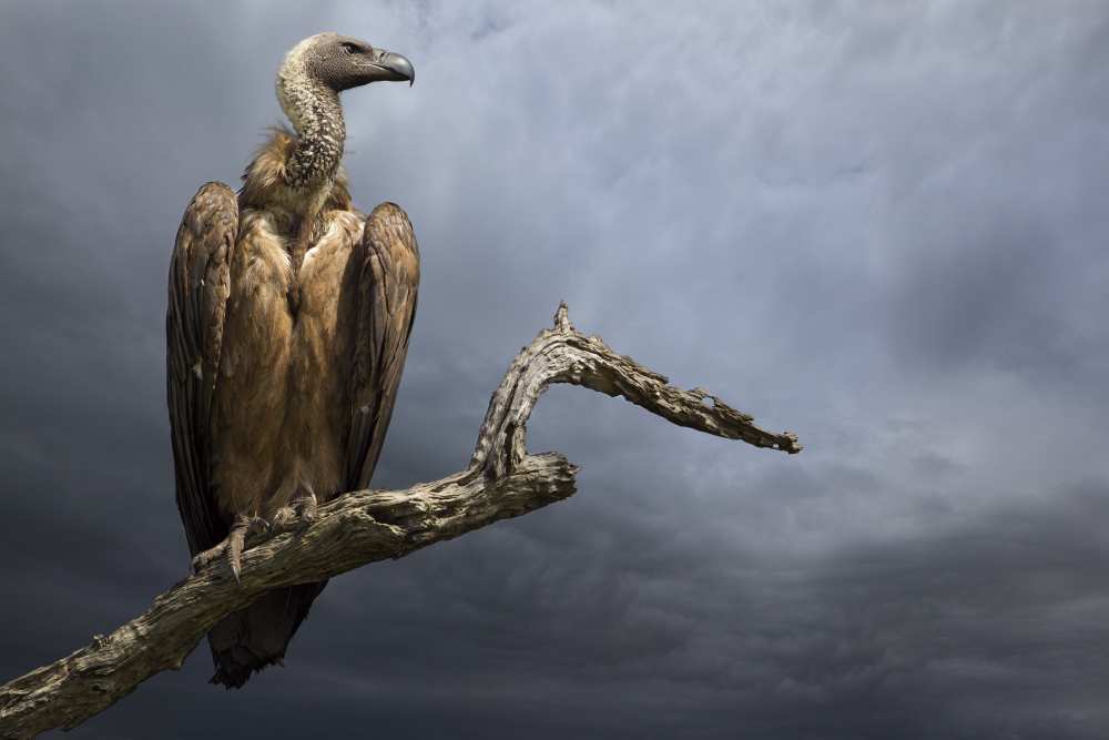 The Vulture a Mario Moreno