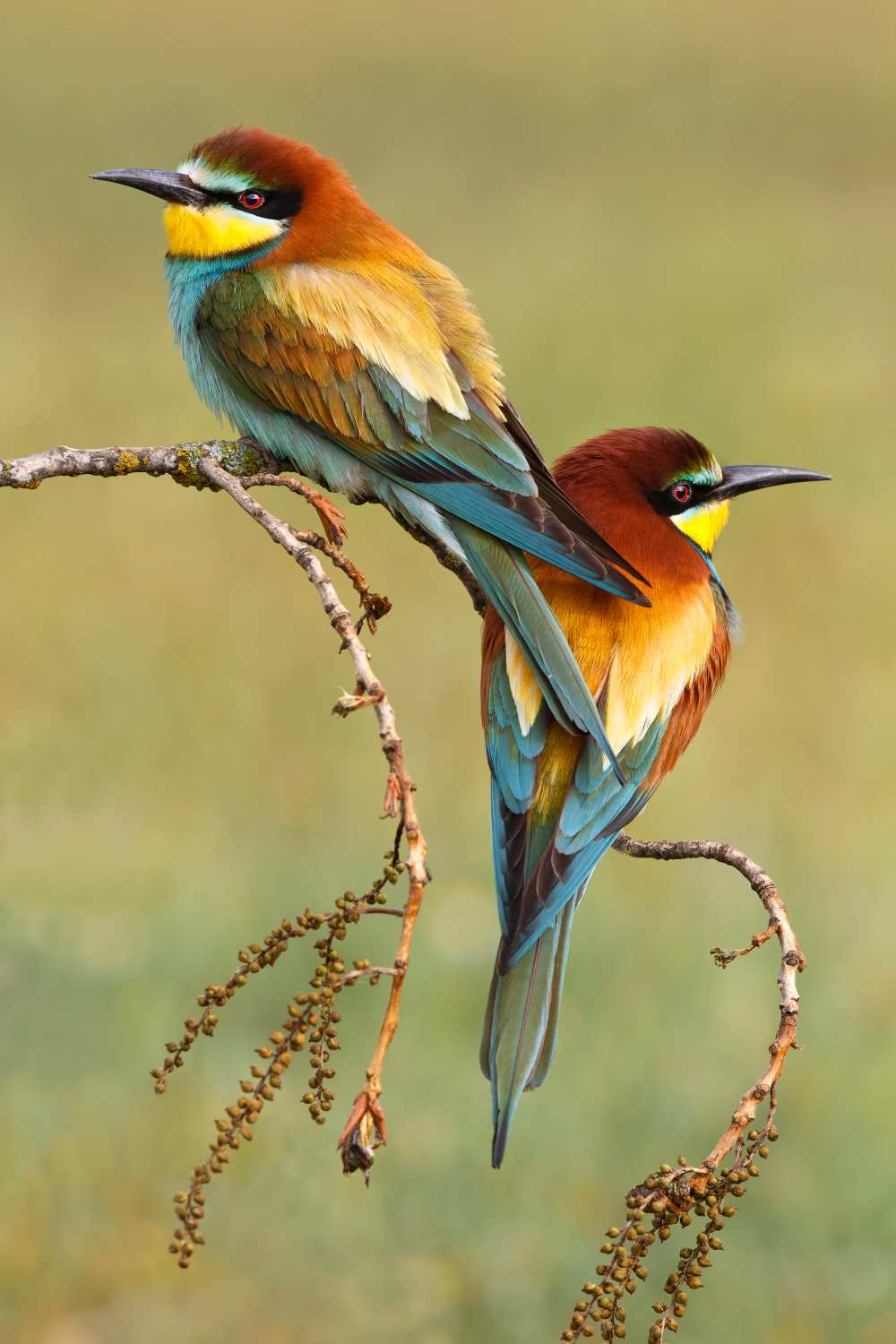 Bee-eaters in love a Mario Suárez