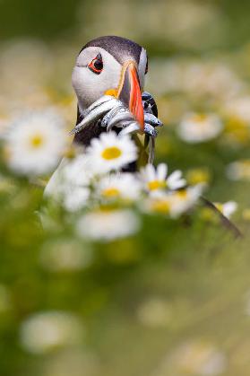 Puffin & daisies