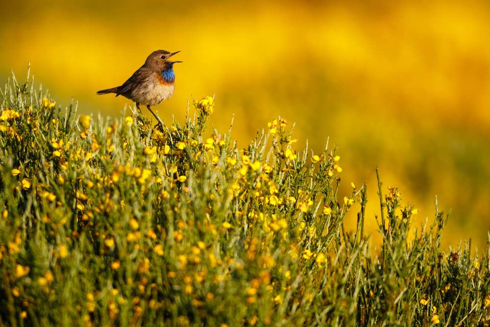 Singing bluethroat a Mario Suárez