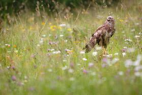 Spring buzzard