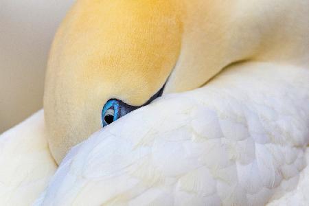 Hidden gannet