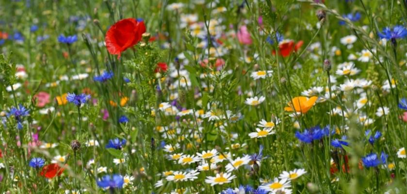 Sommerwiese a Mariola Bednar