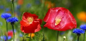 Mohn und Korn