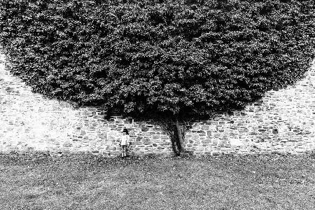 Under the tree