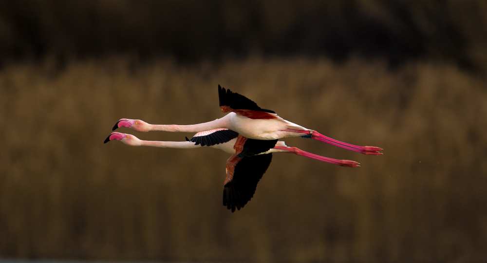 Greater Flamingo a Marius Floca
