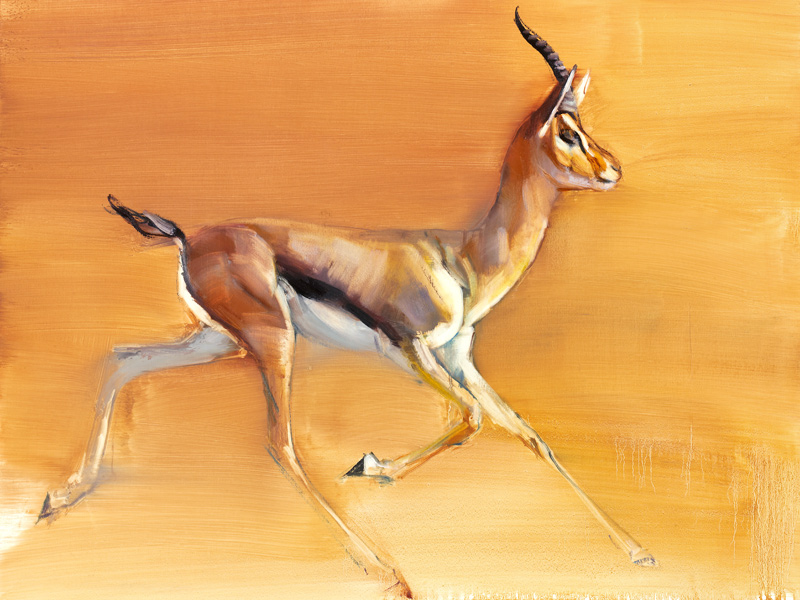 Arabian Gazelle a Mark  Adlington
