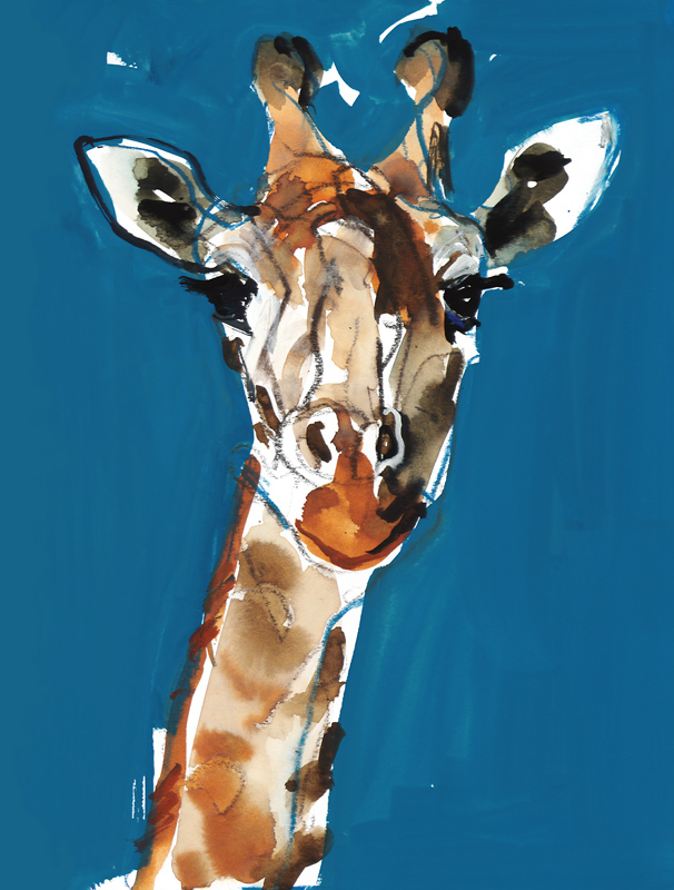 Masai Giraffe a Mark  Adlington