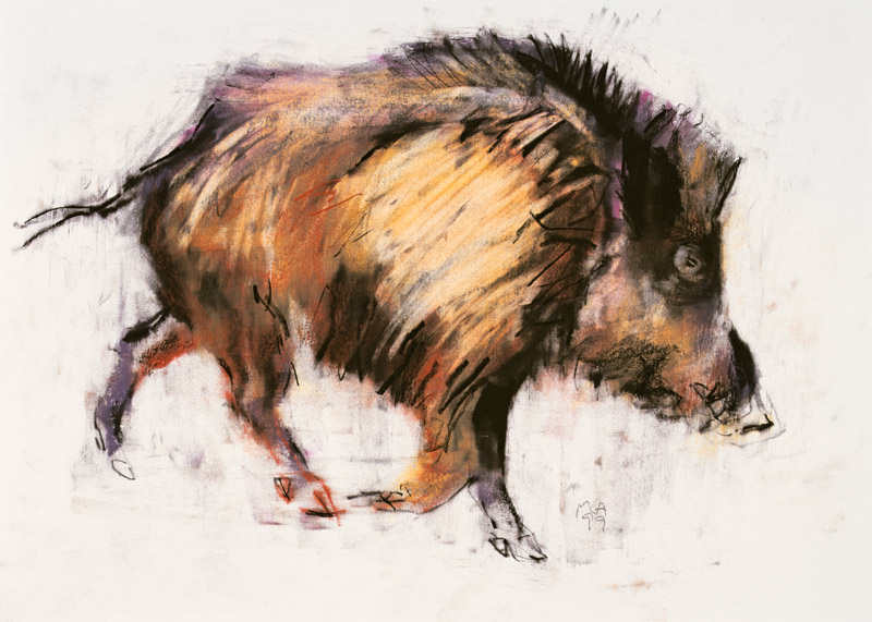 Wild Boar Trotting a Mark  Adlington