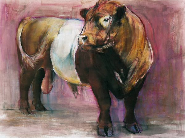 Zeus, Red Belted Galloway Bull a Mark  Adlington