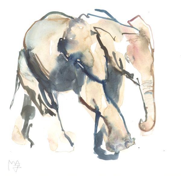 Elephant calf, Loisaba a Mark  Adlington