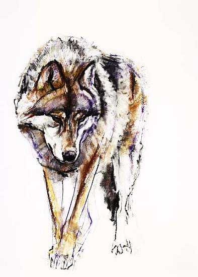 European Wolf a Mark  Adlington