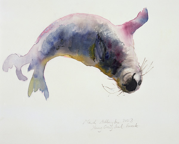 Young grey seal, Gweek a Mark  Adlington