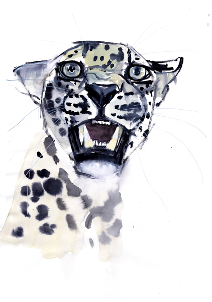 Incisor Snarl (Arabian Leopard) a Mark  Adlington
