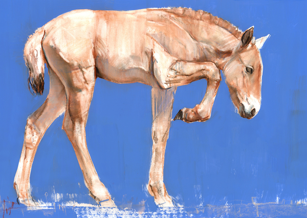 Przewalski Foal a Mark  Adlington