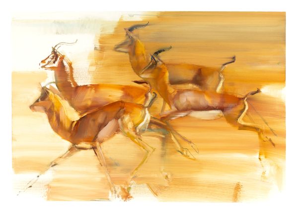 Running Gazelles a Mark  Adlington