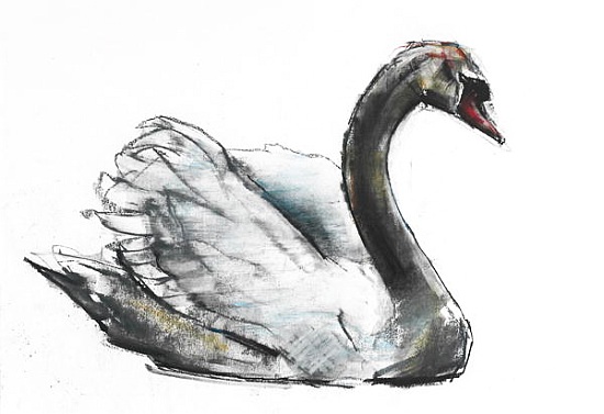 Swan a Mark  Adlington