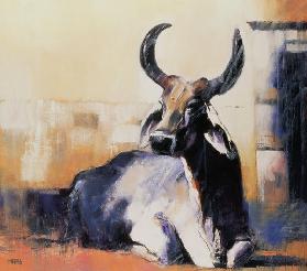 Sacred Cow, Bhuj