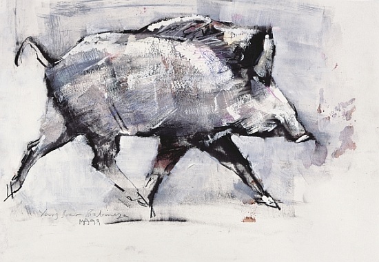 Young boar, Bialowieza, Poland a Mark  Adlington