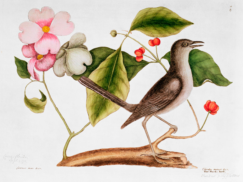 Dogwood: Cornus florida and Mocking Bird from the "Natural History of Carolina" (1730-48) a Mark Catesby