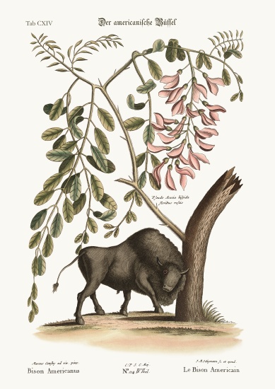 The American Bison a Mark Catesby