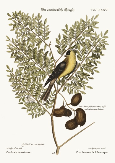 The American Goldfinch a Mark Catesby