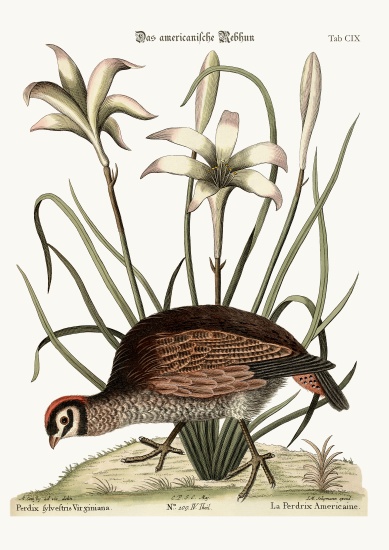 The American Partridge a Mark Catesby