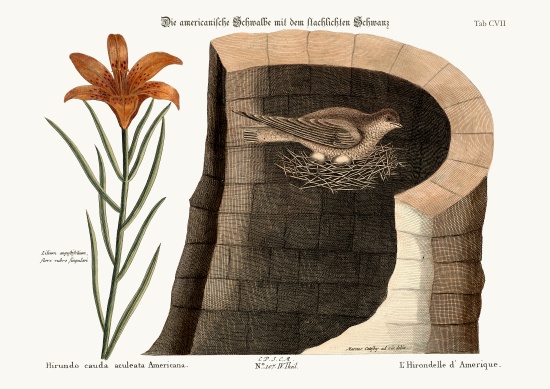The American Swallow a Mark Catesby