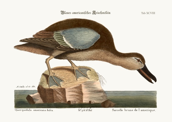 The Blue-wing Teal a Mark Catesby