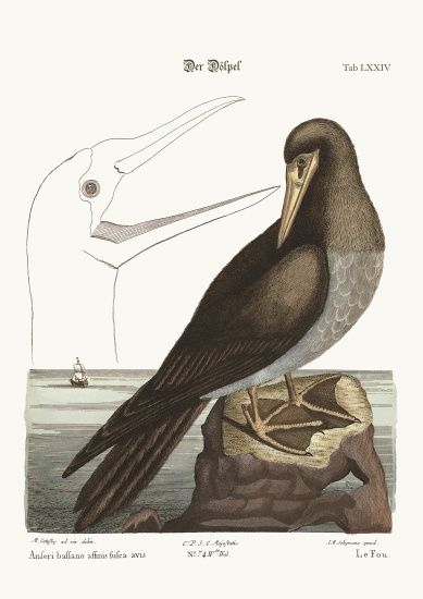 The Booby a Mark Catesby