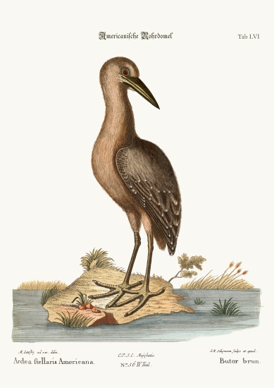 The brown Bittern a Mark Catesby