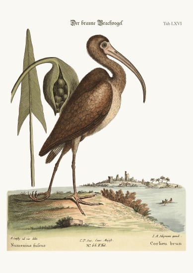 The brown Curlew a Mark Catesby