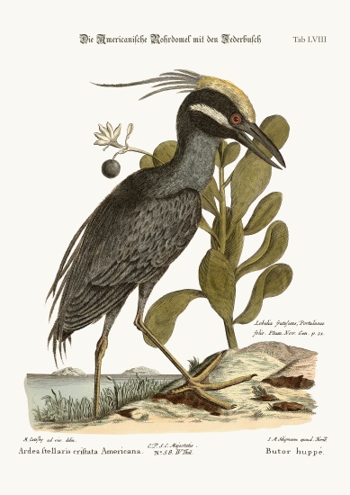 The crested Bittern a Mark Catesby