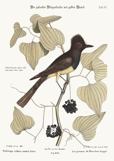 The crested Flycatcher a Mark Catesby