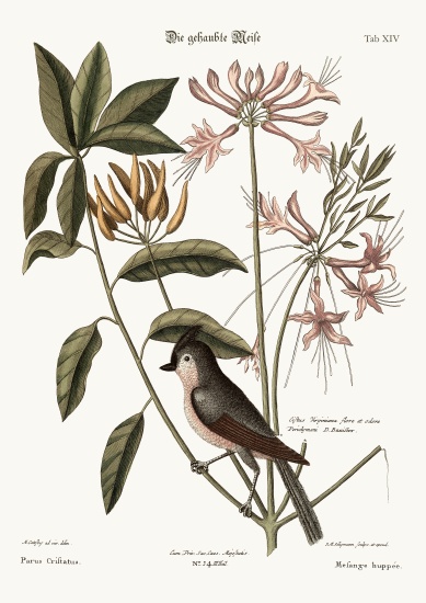 The crested Titmouse a Mark Catesby
