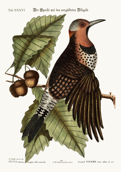 The gold-winged Woodpecker a Mark Catesby