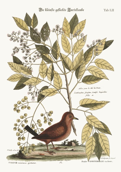 The Ground Dove a Mark Catesby