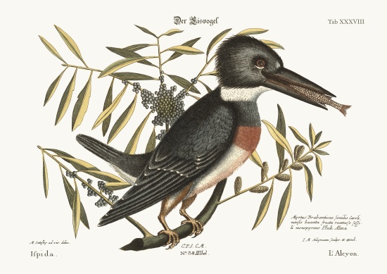 The Kingfisher a Mark Catesby