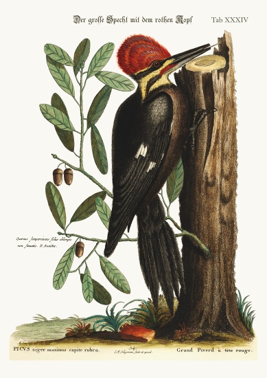 The larger red-crested Woodpecker a Mark Catesby