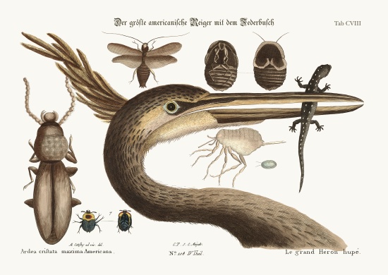 The largest crested Heron a Mark Catesby