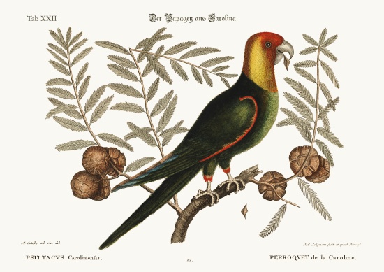 The Parrot of Carolina a Mark Catesby