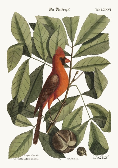 The Red Bird a Mark Catesby