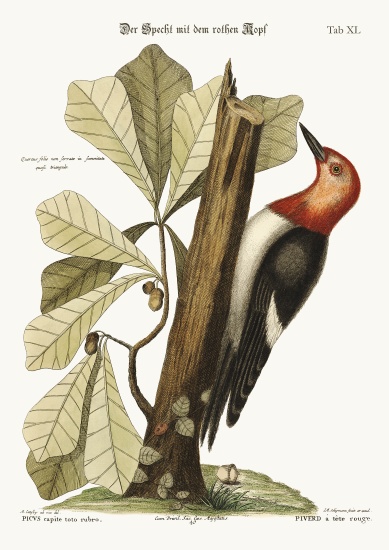The red-headed Woodpecker a Mark Catesby