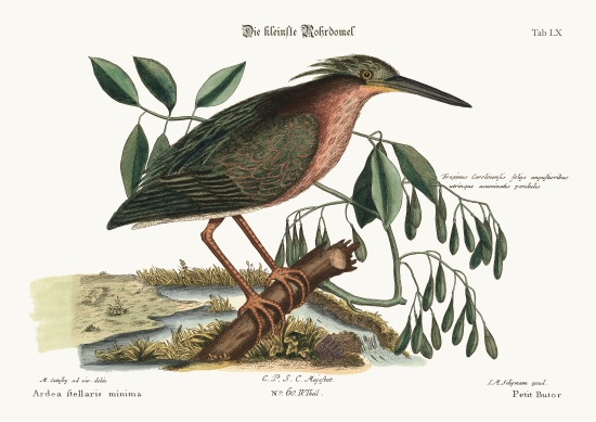 The small Bittern a Mark Catesby